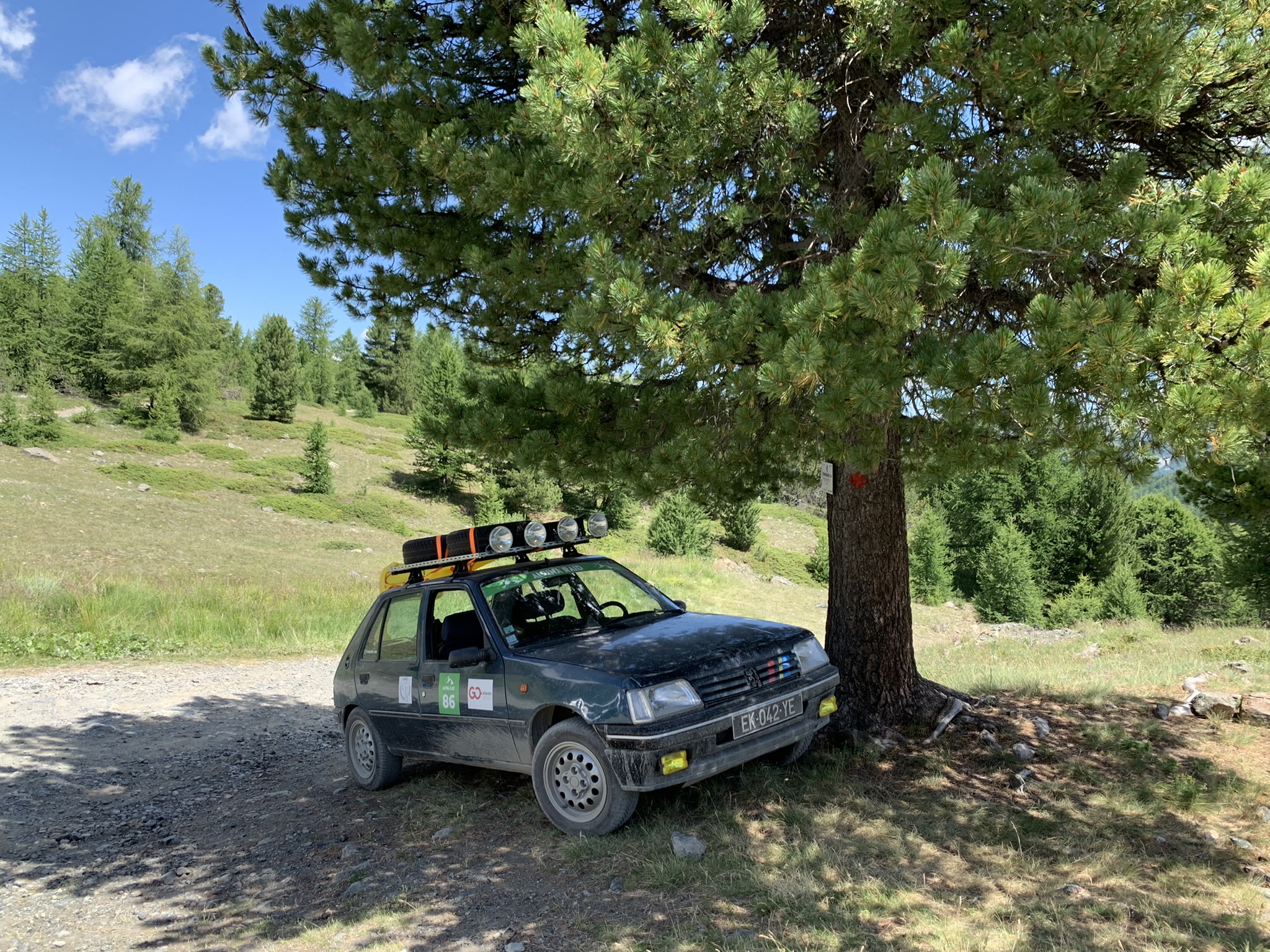 Rest at the shade of a Pine