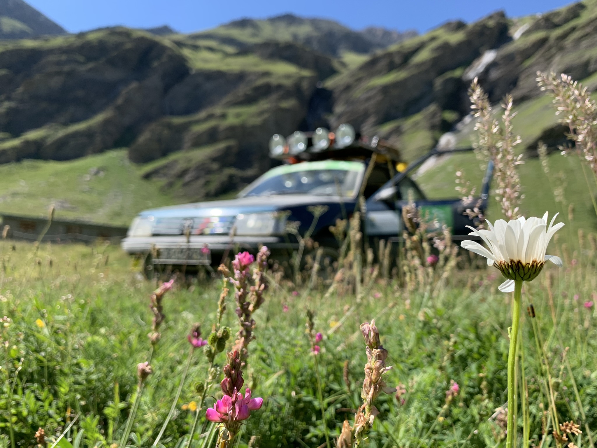 Car hidden behind some flowers